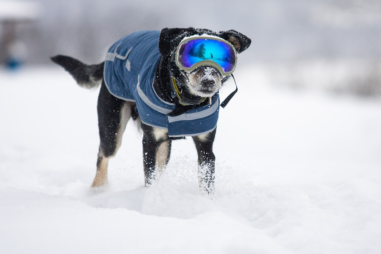 Eyewear Protection … FOR YOUR DOG - Racer X Exhaust